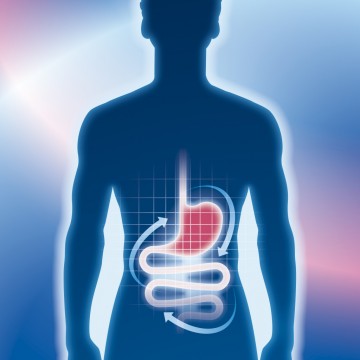 blue-outline-red-stomach-1024x1024